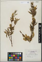 Foto von Salix lasiandra Benth.